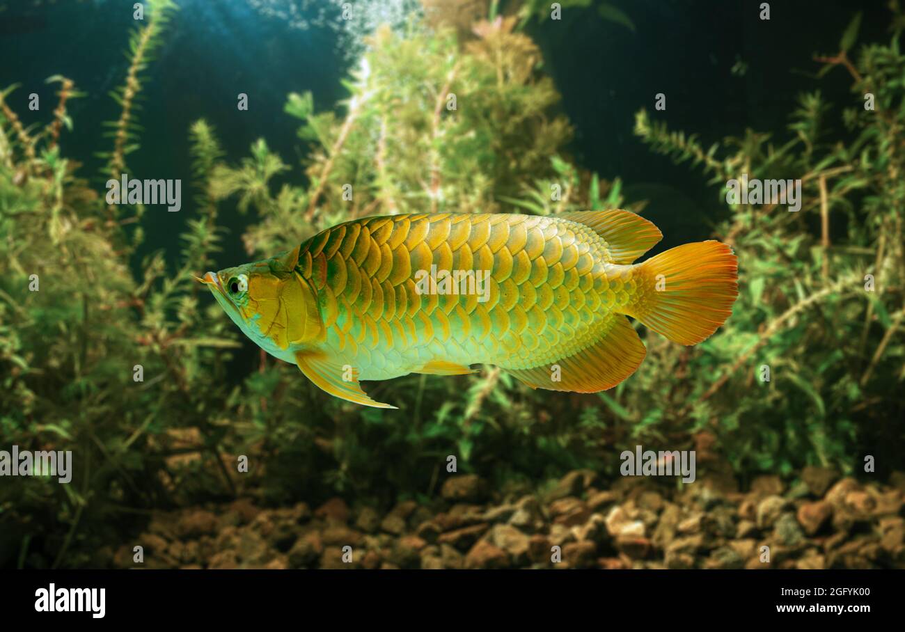 L'arowana asiatique, poisson-dragon (Scleropages formosus) sur fond bleu isolé. Le bleu de Malaisie, croisé d'or, est un poisson d'eau douce originaire de Penin Banque D'Images