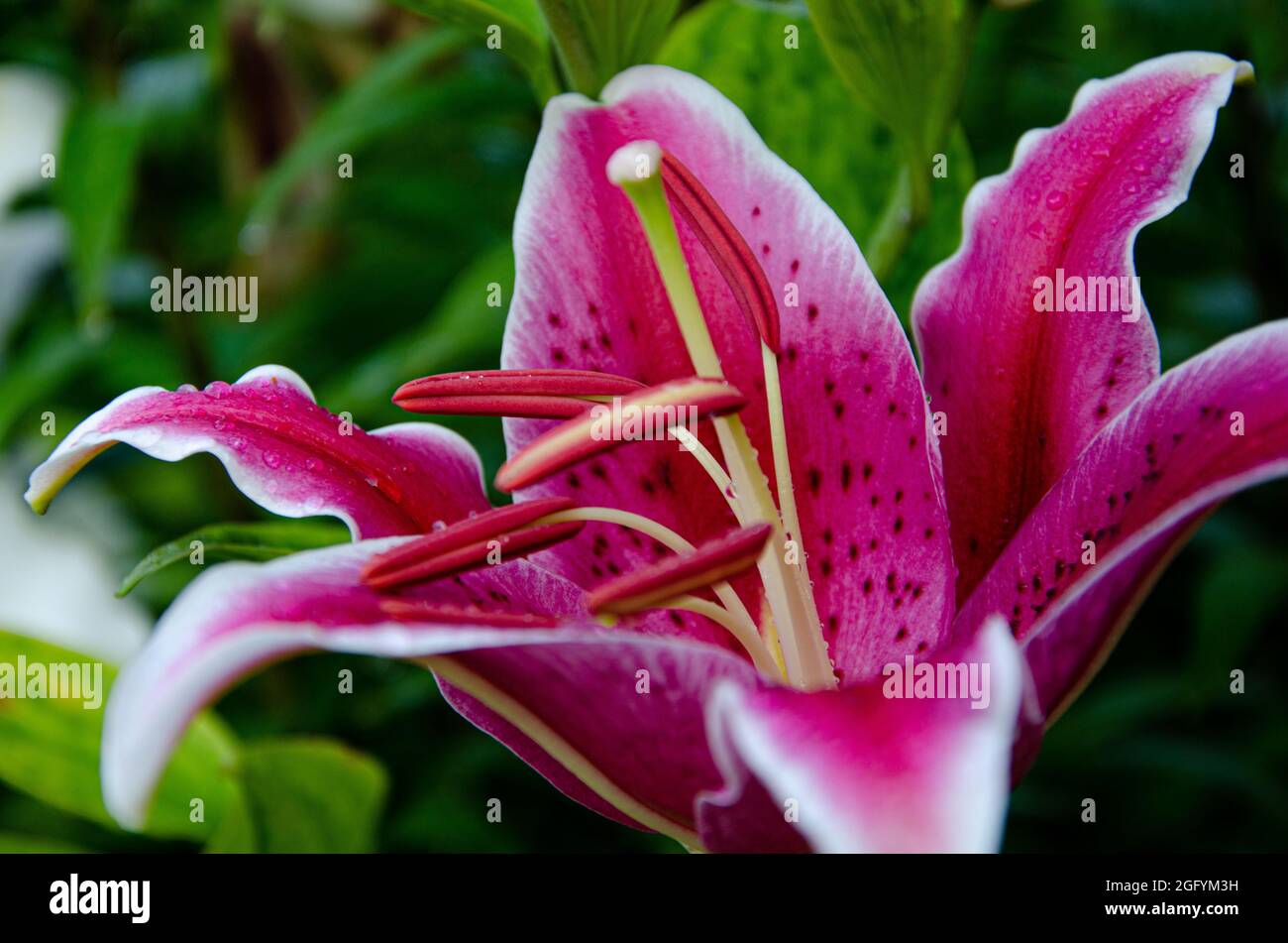 Stargazer 'Oriental' Lily Lilium orientalis dans Green Garden Banque D'Images