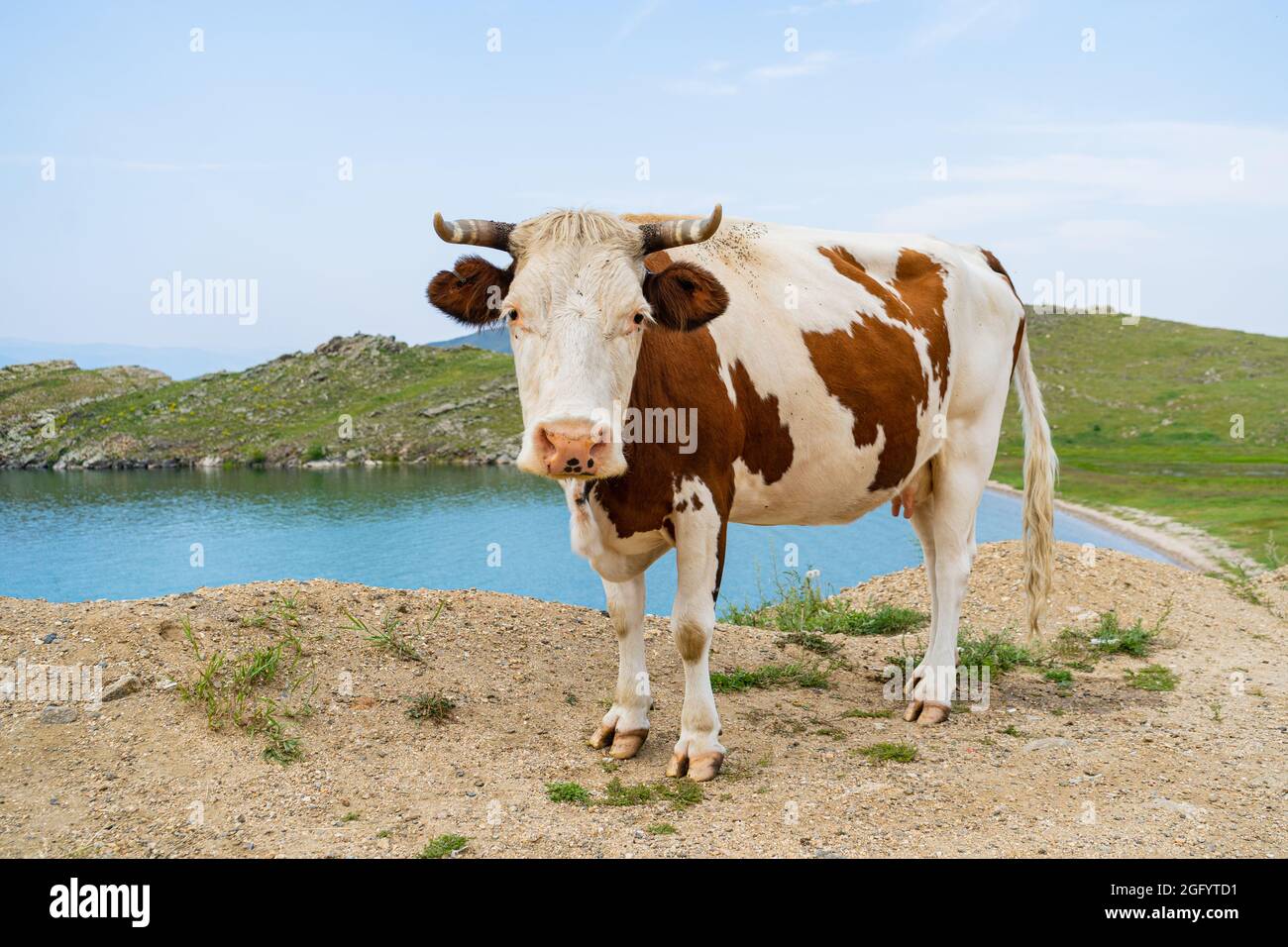Une vache blanche bien nourrie avec des cornes se pose dans l'herbe contre un ciel bleu Banque D'Images
