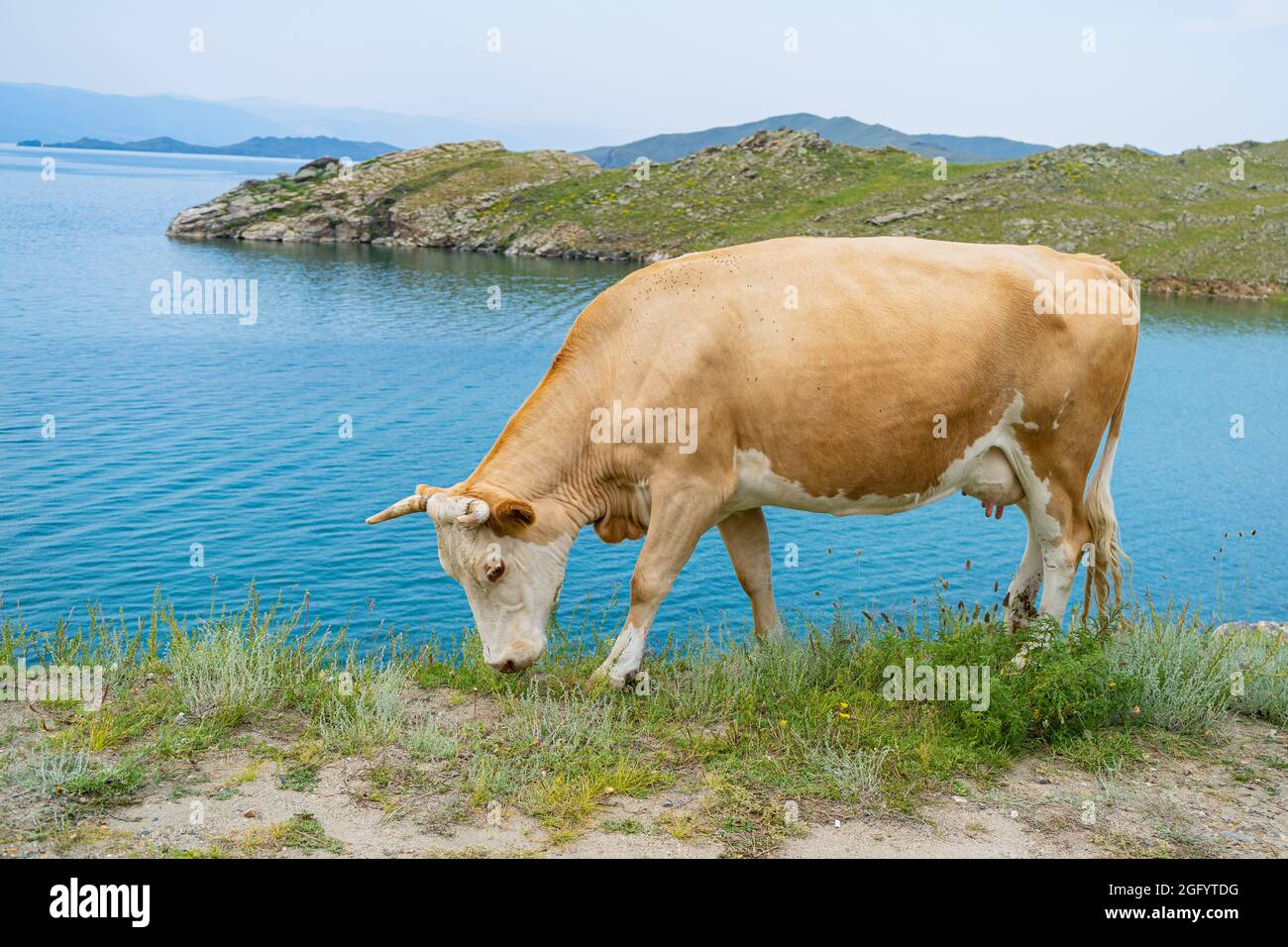 Une vache blanche bien nourrie avec des cornes se pose dans l'herbe contre un ciel bleu Banque D'Images