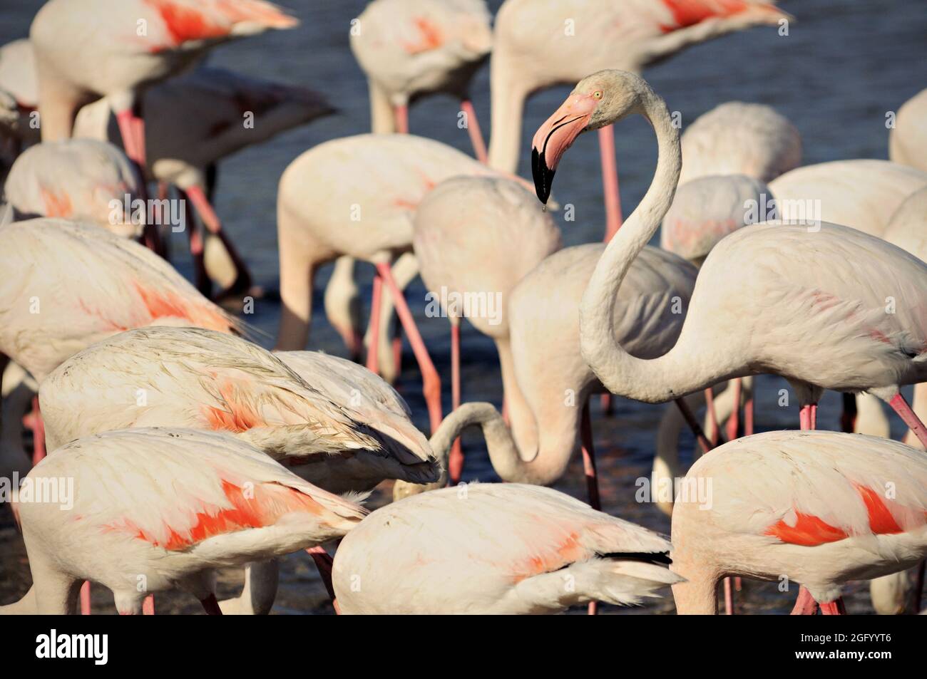 Un troupeau de plus grands flamants dans un étang, Camargue, France Banque D'Images