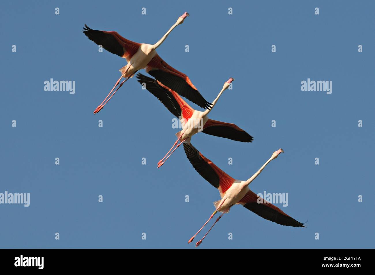 Trois plus grands flamants volant en Camargue, France Banque D'Images