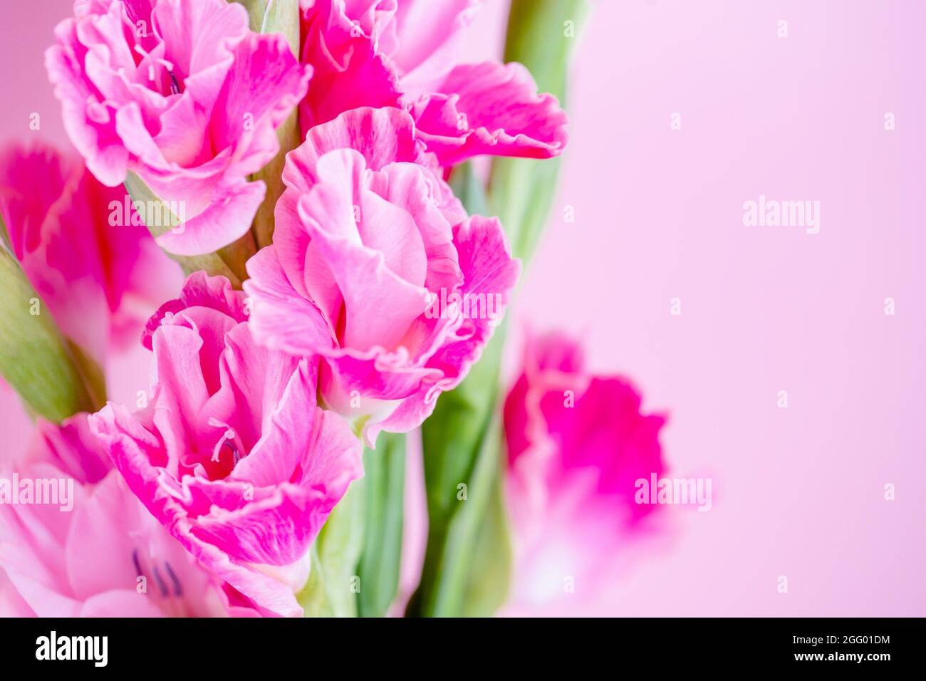 Le gladiolus rose magenta fleurit sur un fond rose pâle Banque D'Images