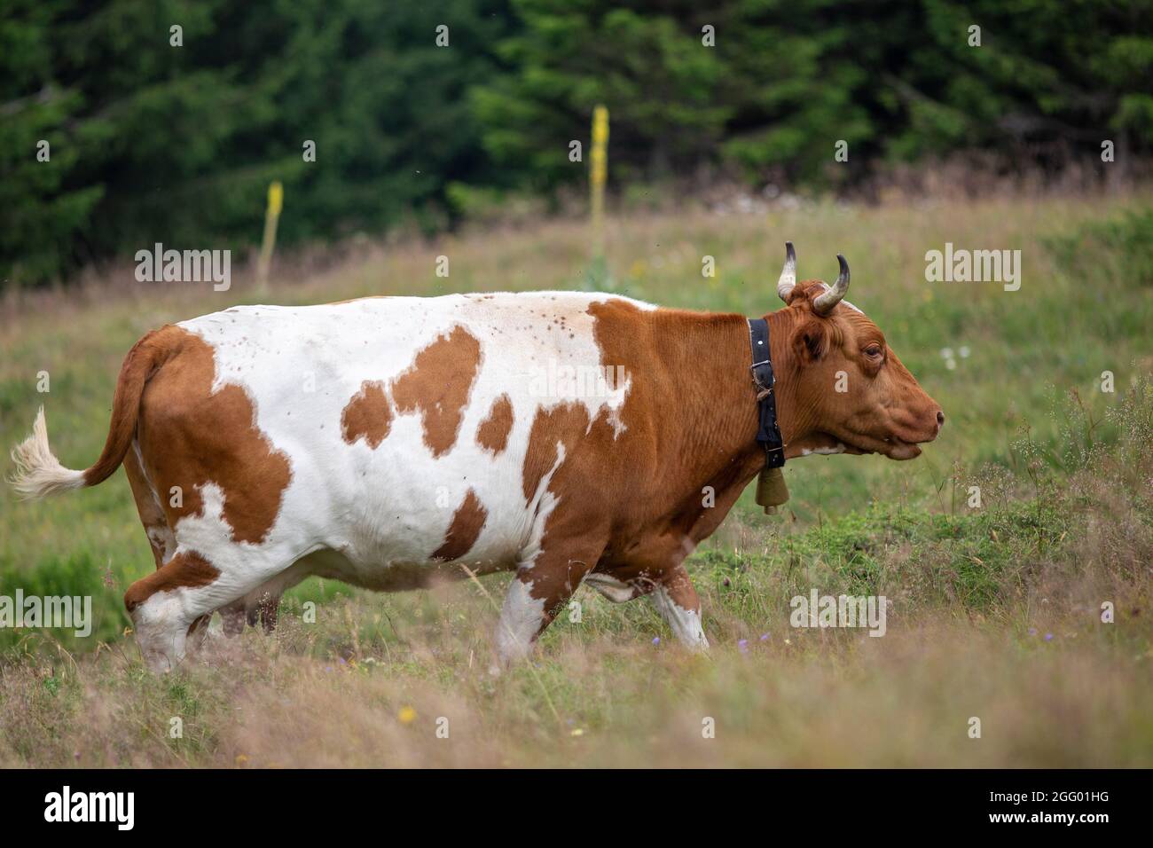 Vache Simmental avec cloche accrochée au cou. Élevage traditionnel de bovins naturels sur les prairies des hautes montagnes Banque D'Images