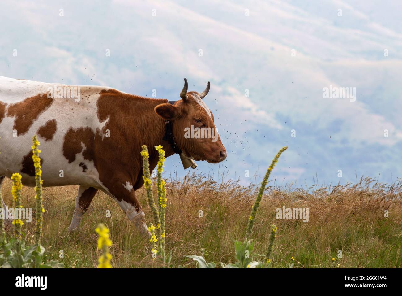 Portrait de la vache Simmental avec cloche accrochée au cou.élevage traditionnel de bétail naturel sur la prairie sur les hautes montagnes Banque D'Images