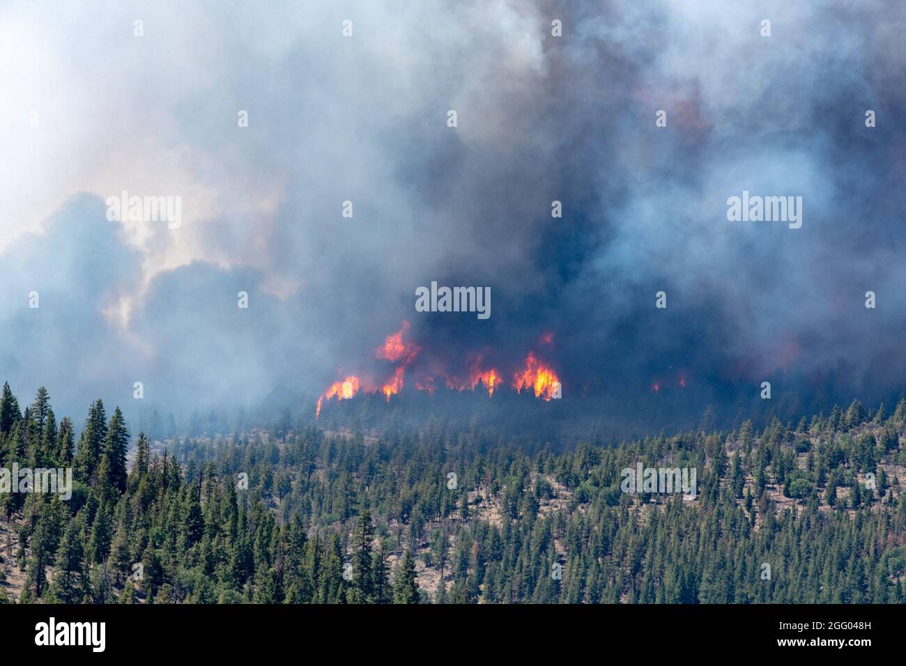 Le feu du complexe Beckwtrith continue de brûler le 8 juillet 2021 près du lac Frenchman, en Californie du Nord. Ce feu complexe est composé de ce qui était à l'origine le feu de la Dotta, qui a été commencé par l'éclairage le 30 juin et le feu de sucre a également commencé par la foudre le 2 juillet 2021. De nombreuses ressources ont été activées pour contenir ce feu complexe, y compris trois garde nationale de l'air C-130s--deux du Nevada et un de la Californie qui aidera à lutter contre le feu complexe Beckwuth. Les aéronefs de la Force aérienne C-130 équipés du MAFFS sont demandés par le Centre national des incendies interagences et approuvés par le Secret Banque D'Images