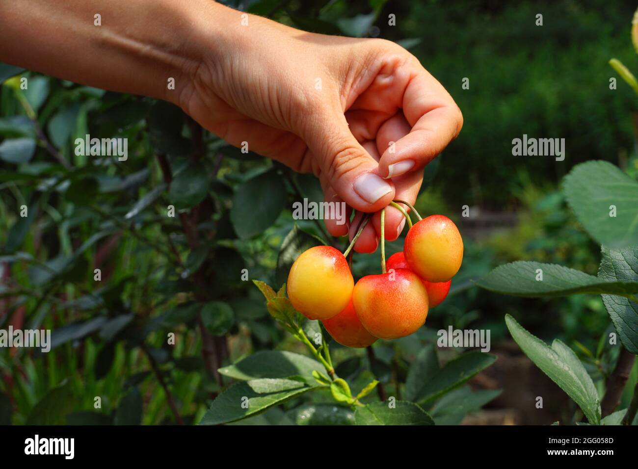 Fruits savoureux. Cerises mûres présentées sur la main. Banque D'Images