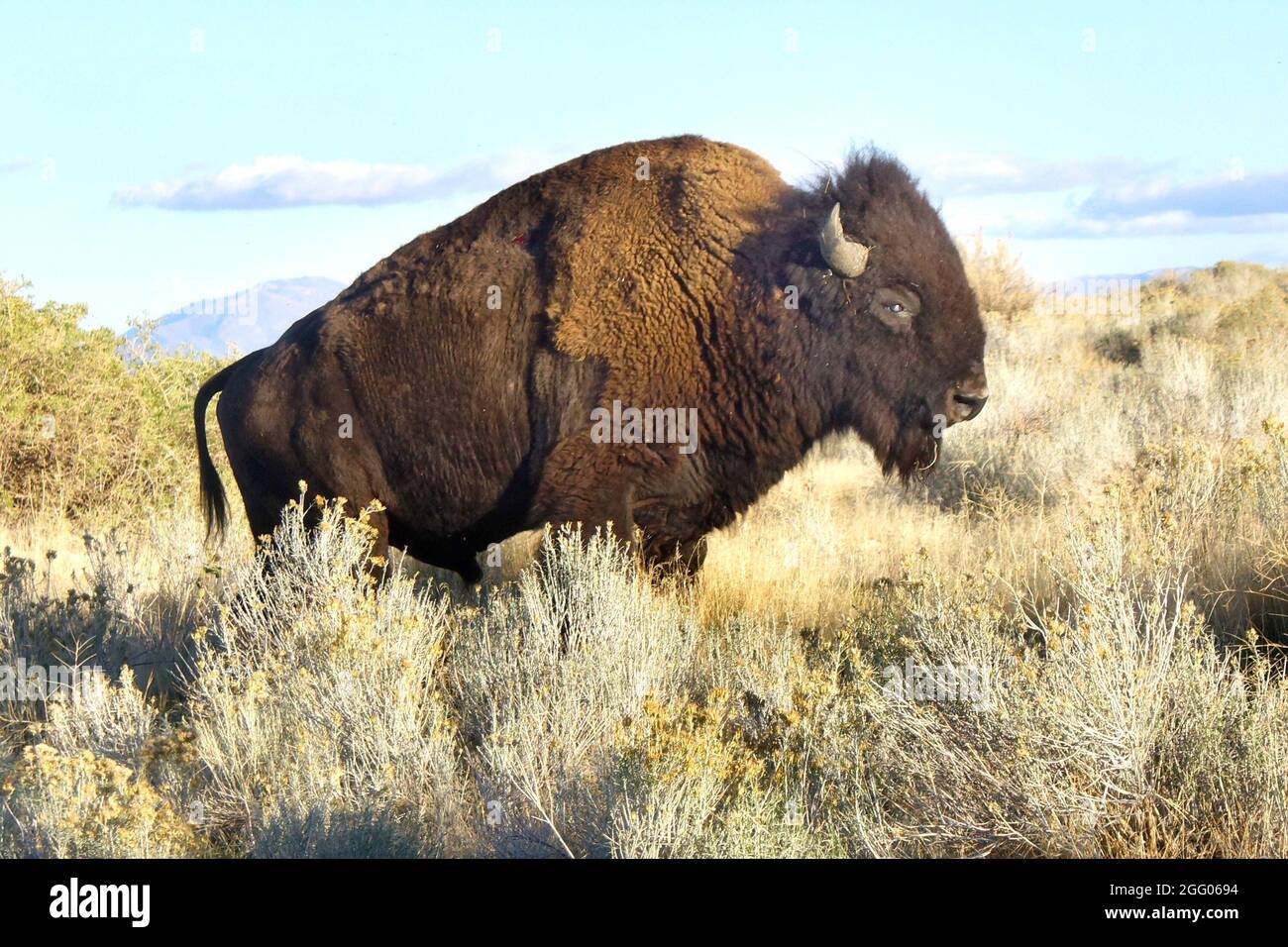 Portrait en gros plan de Bison ou d'American Buffalo bull debout seul dans le champ herbacé, automne, Antelope Island, Great Salt Lake, Utah USA Banque D'Images