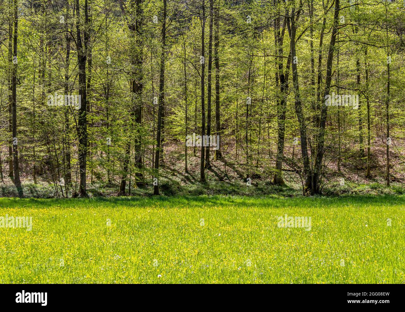 Paysage rural idyllique de printemps à Hohenlohe, un quartier dans le sud de l'Allemagne Banque D'Images