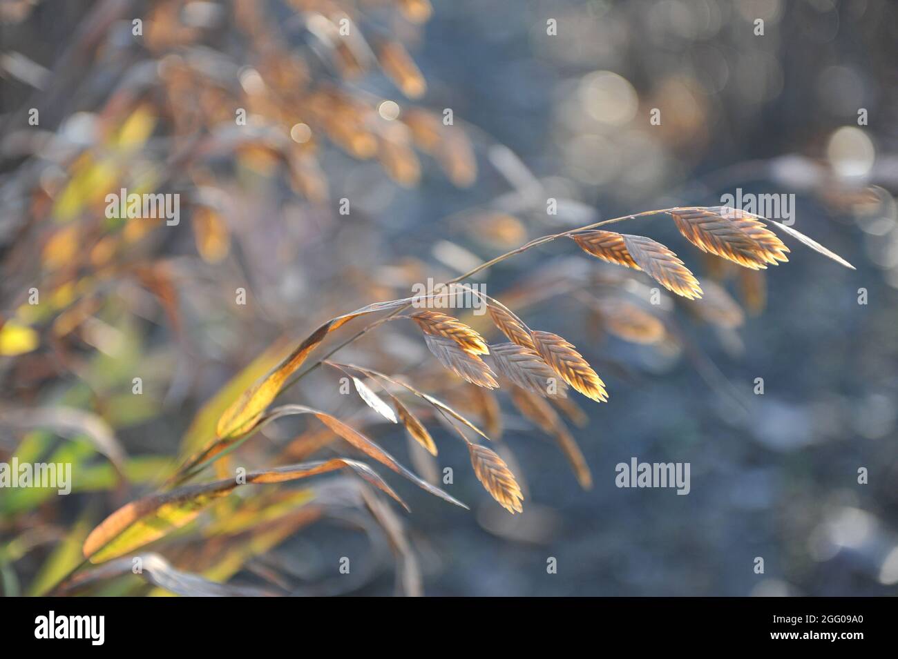 Des épillets ornementaux en suspension aplatis d'avoine sauvage d'Amérique du Nord (Chasmanthium latifolium) dans un jardin en novembre Banque D'Images