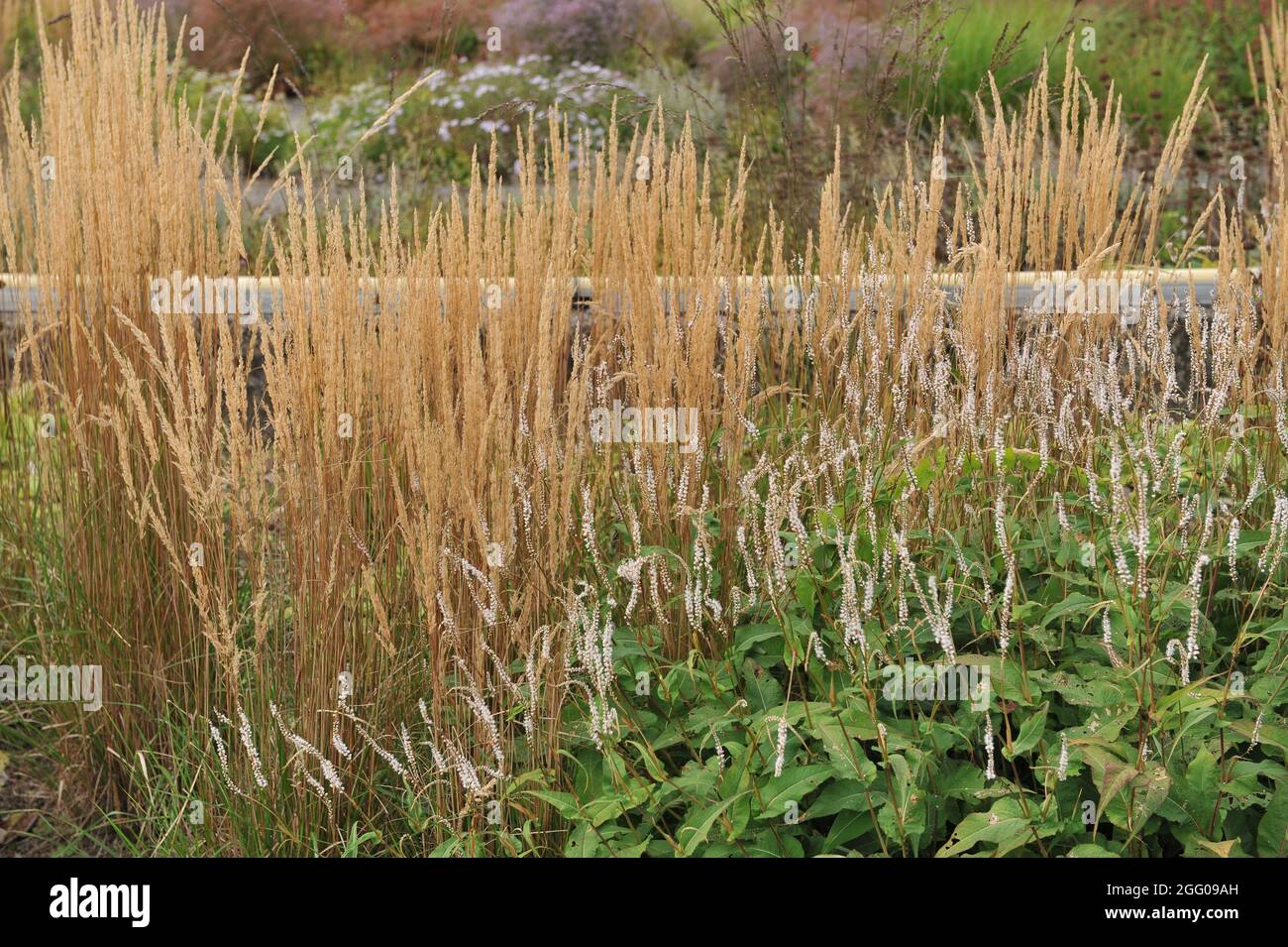 BOTTROP, ALLEMAGNE - 21 AOÛT 2021 : plantation dans un style de prairie vivace conçu par Piet Oudolf dans le parc public de Berne Banque D'Images