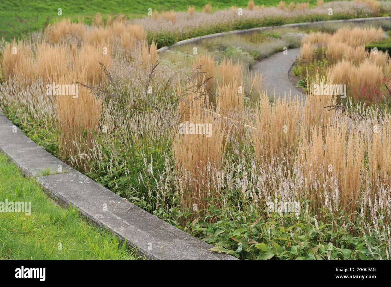 BOTTROP, ALLEMAGNE - 21 AOÛT 2021 : plantation dans un style de prairie vivace conçu par Piet Oudolf dans le parc public de Berne Banque D'Images