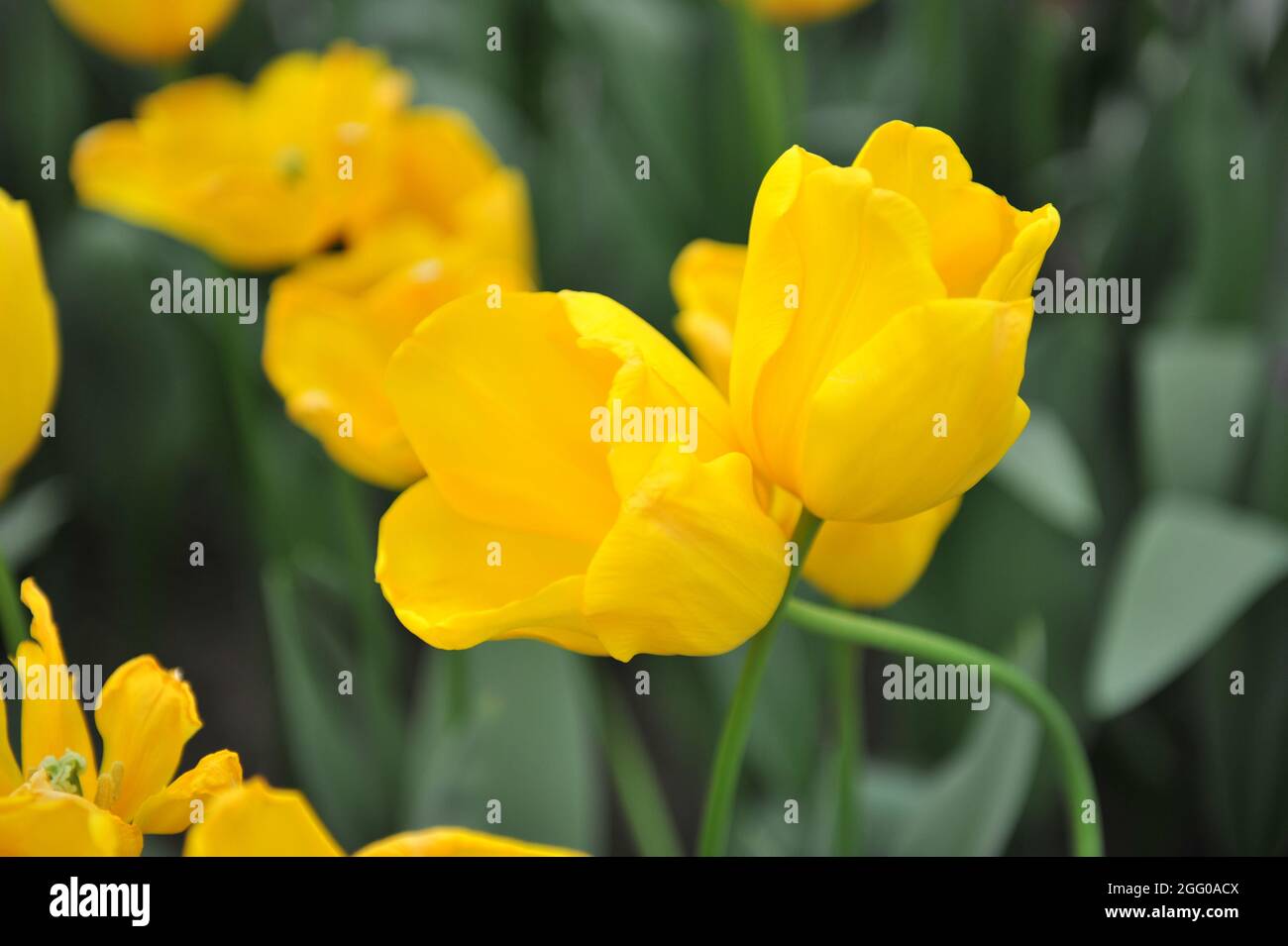 Tulipes de Triumph jaune (Tulipa) Golden Ticket Bloom dans un jardin en avril Banque D'Images