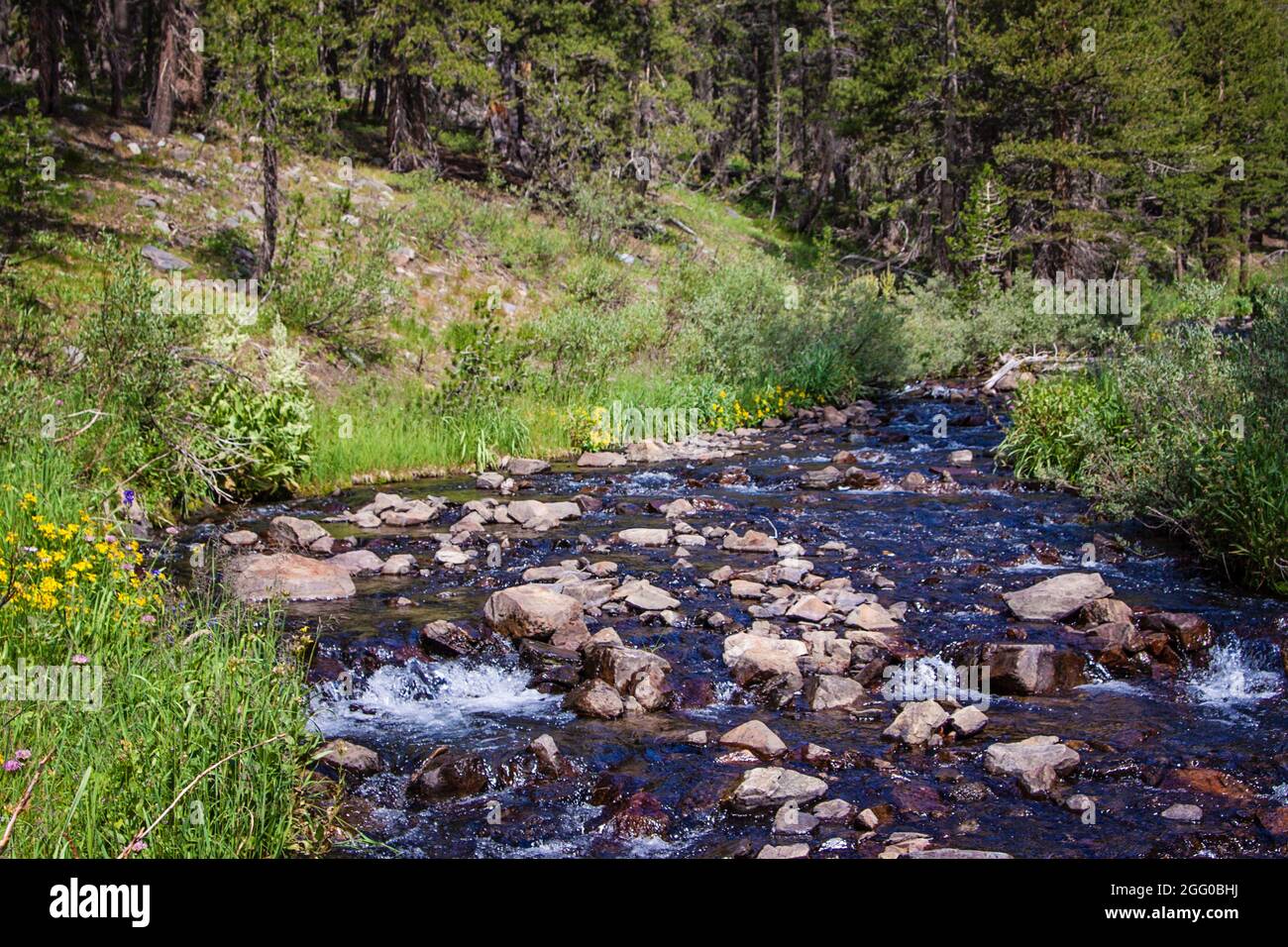 Yosemite Valley Wildflowers | Californie | Eastern High Sierras | Tioga Pass | montagnes | National Park | décoration murale | Photographie naturelle | Banque D'Images