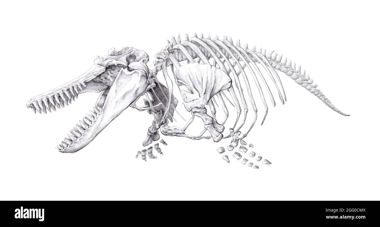 Squelette Orca, illustration. Banque D'Images