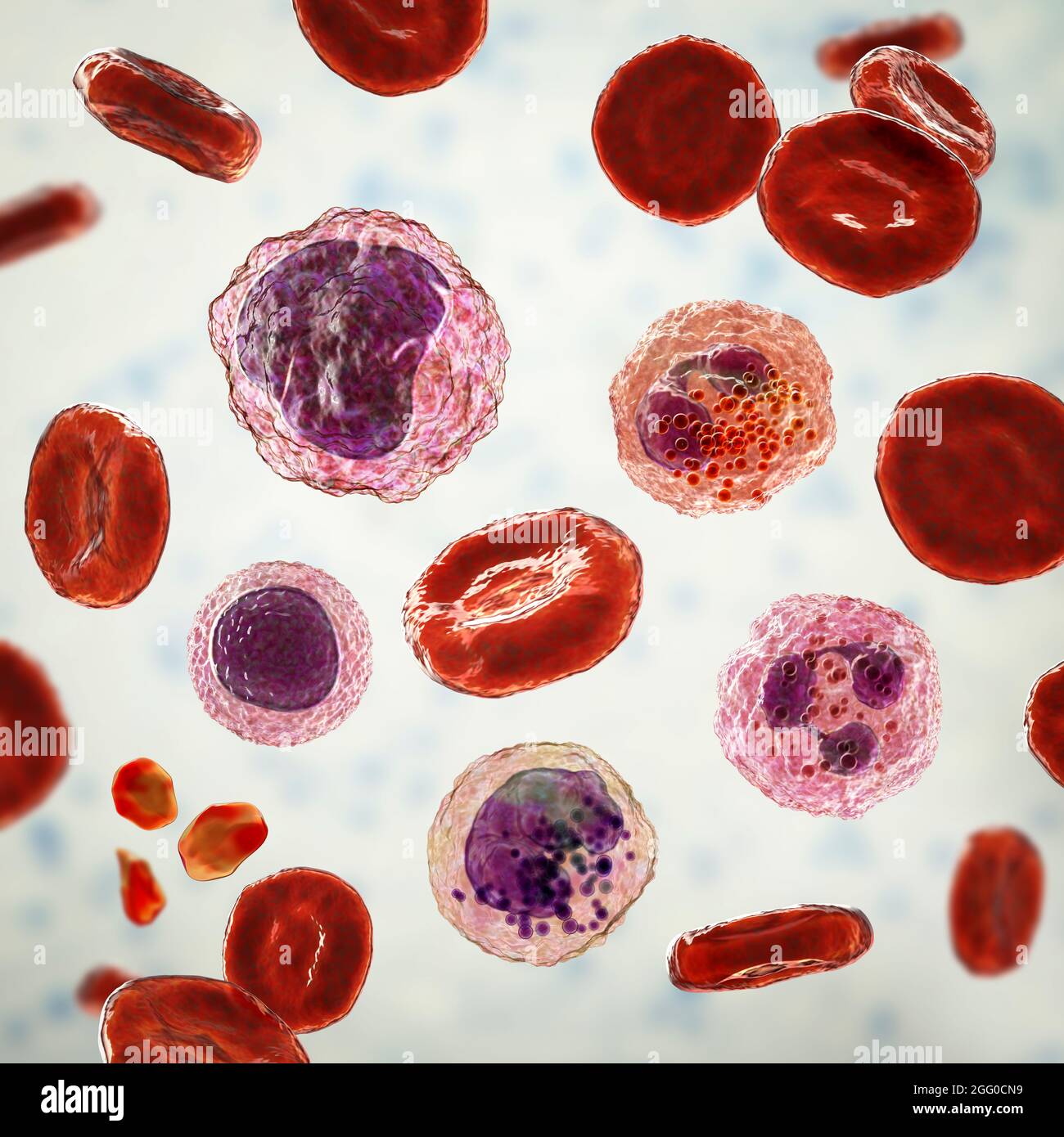 Illustration montrant différents types de cellules sanguines, érythrocytes, neutrophiles, monocytes, basophiles, éosinophiles, lymphocytes et plaquettes. Banque D'Images