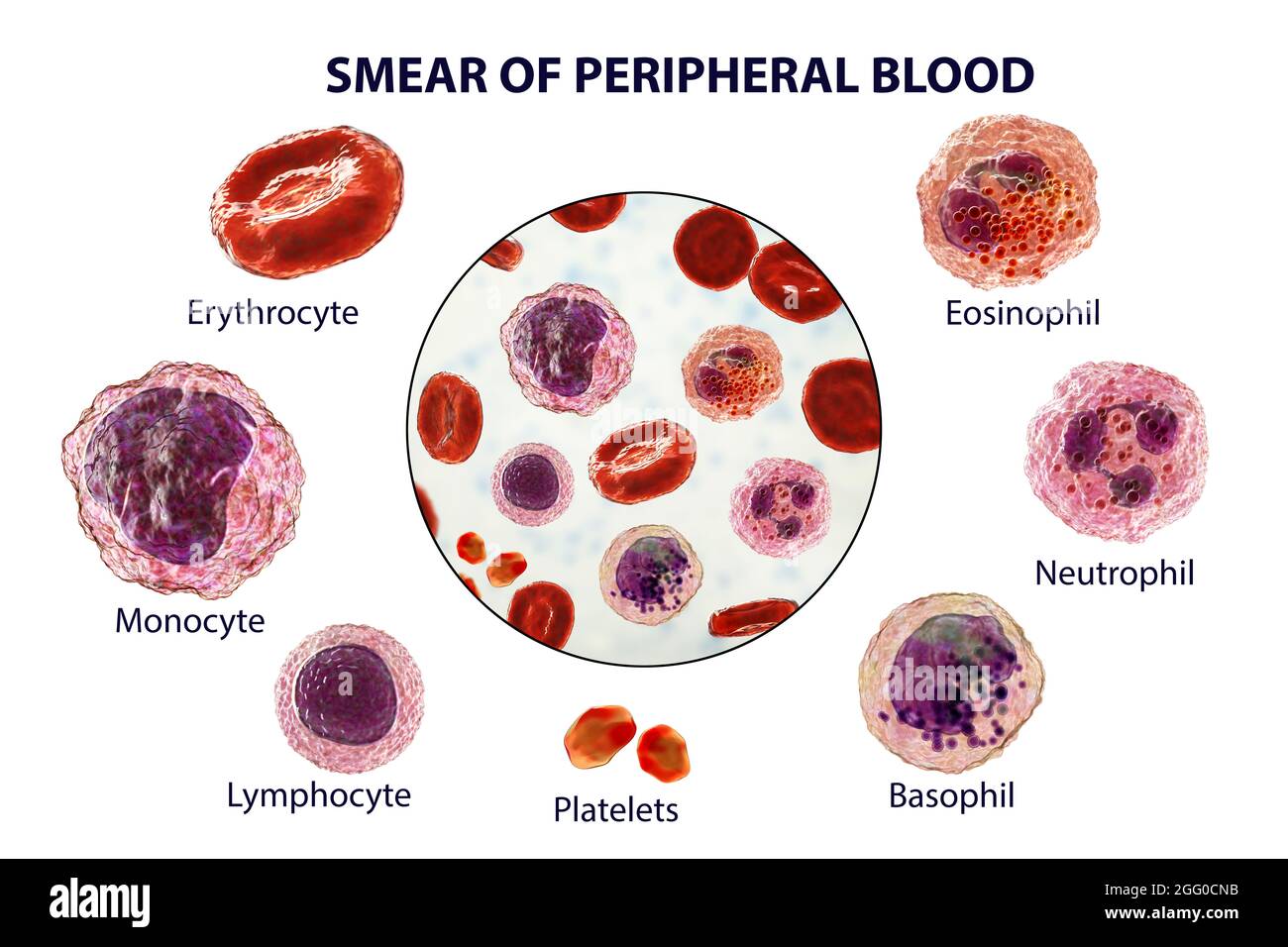 Illustration montrant différents types de cellules sanguines, érythrocytes, neutrophiles, monocytes, basophiles, éosinophiles, lymphocytes et plaquettes. Banque D'Images