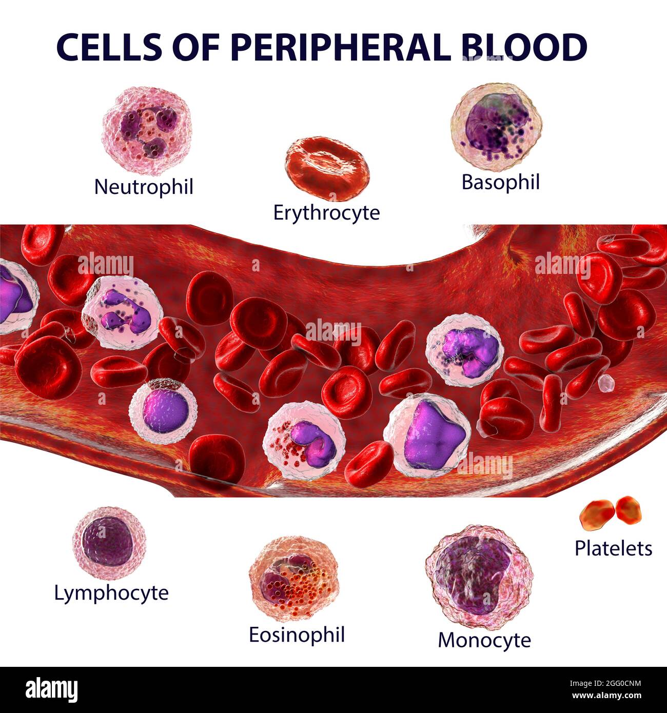 Illustration montrant différents types de cellules sanguines, érythrocytes, neutrophiles, monocytes, basophiles, éosinophiles, lymphocytes et plaquettes. Image étiquetée. Banque D'Images