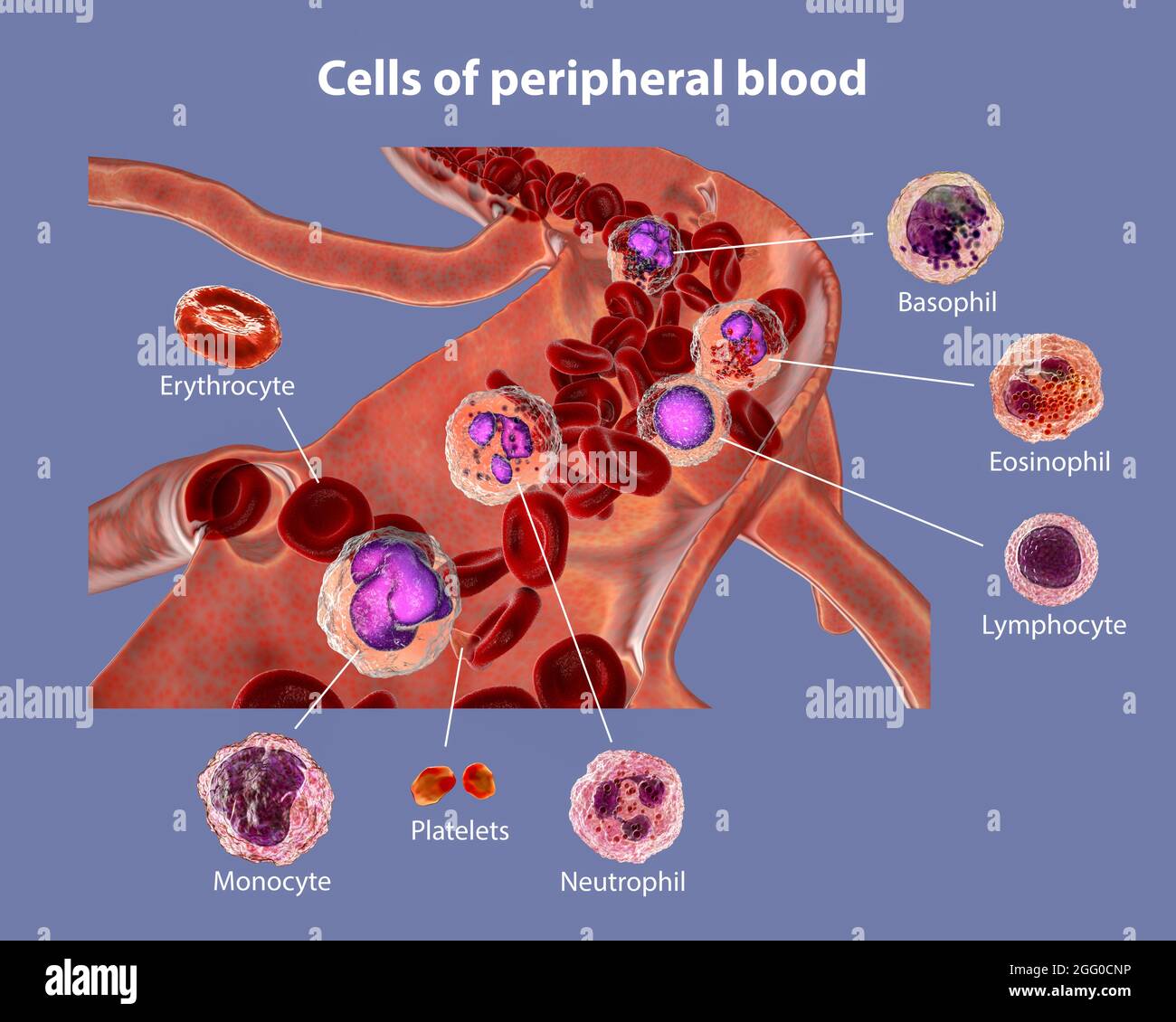 Illustration montrant différents types de cellules sanguines, érythrocytes, neutrophiles, monocytes, basophiles, éosinophiles, lymphocytes et plaquettes. Image étiquetée. Banque D'Images
