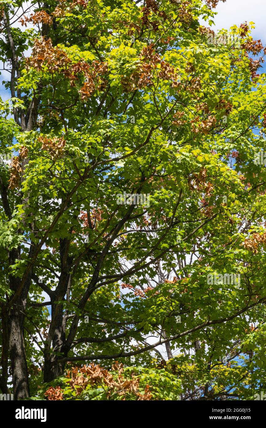Marquage des dégâts causés par Cicada aux arbres, ft. Ward Park, Alexandria, Virginie, États-Unis. Banque D'Images