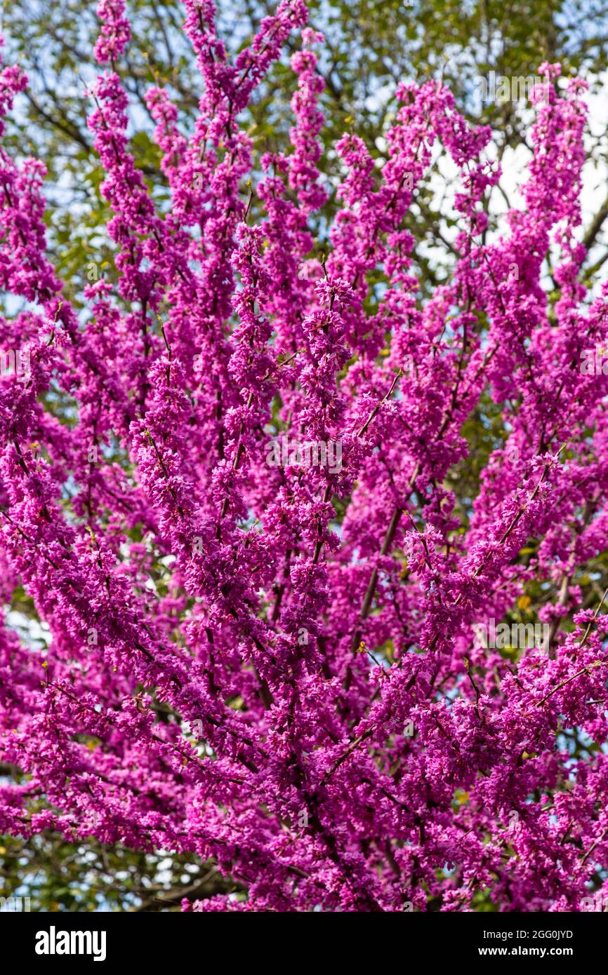 Blossoms de Redbud, Cersis canadensis, avril, Virginie. Banque D'Images