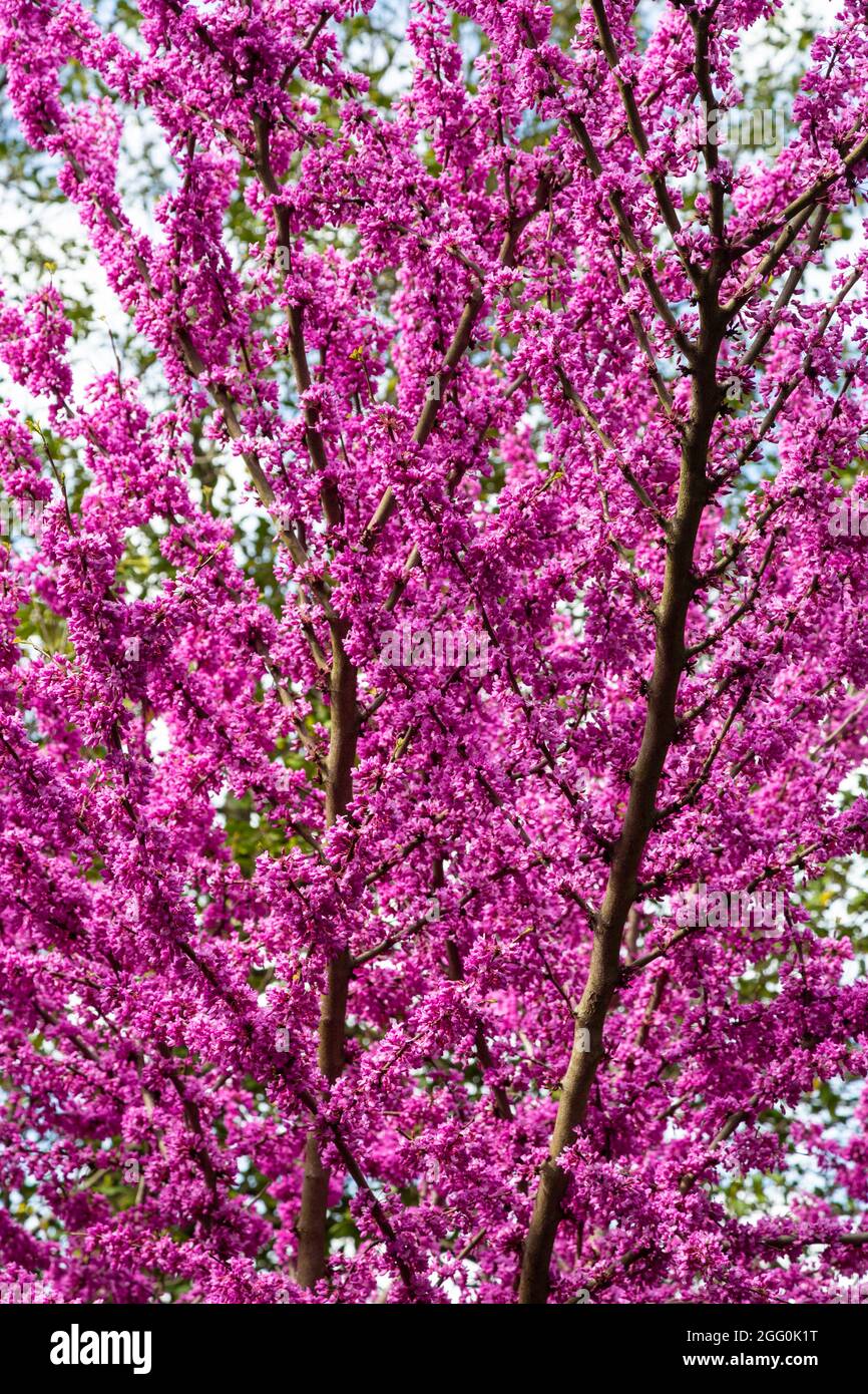 Blossoms de Redbud, Cersis canadensis, avril, Virginie. Banque D'Images