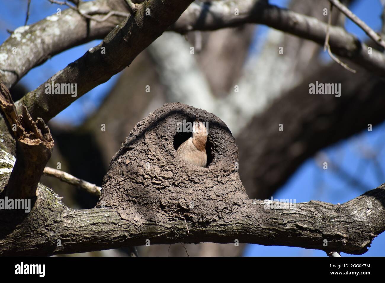 Hornero rufous (Furnarius rufus), oiseau national de l Argentine et de l Uruguay, la construction de son nid dans un parc public de Buenos Aires Banque D'Images