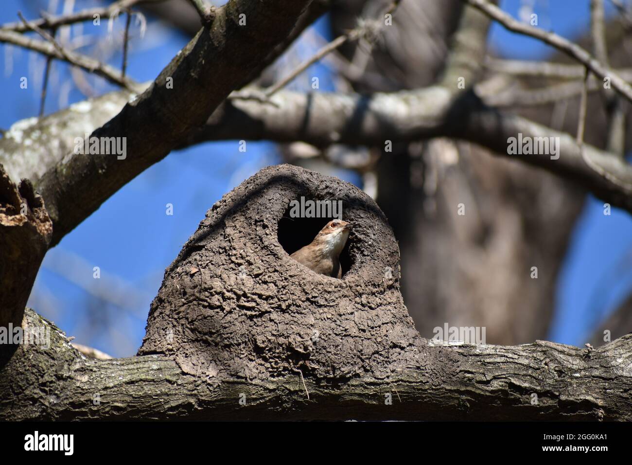 Hornero rufous (Furnarius rufus), oiseau national de l Argentine et de l Uruguay, la construction de son nid dans un parc public de Buenos Aires Banque D'Images