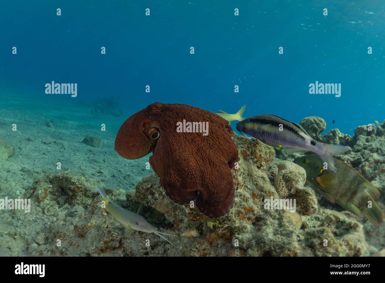 Poulpe, roi du camouflage dans la mer Rouge, Eilat Israël Banque D'Images