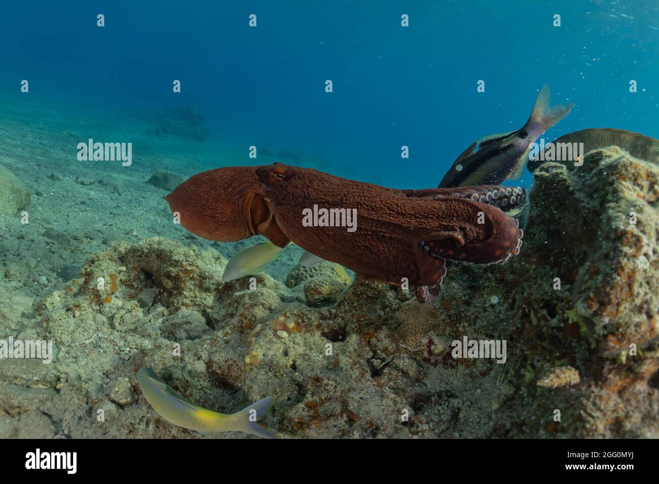 Poulpe, roi du camouflage dans la mer Rouge, Eilat Israël Banque D'Images