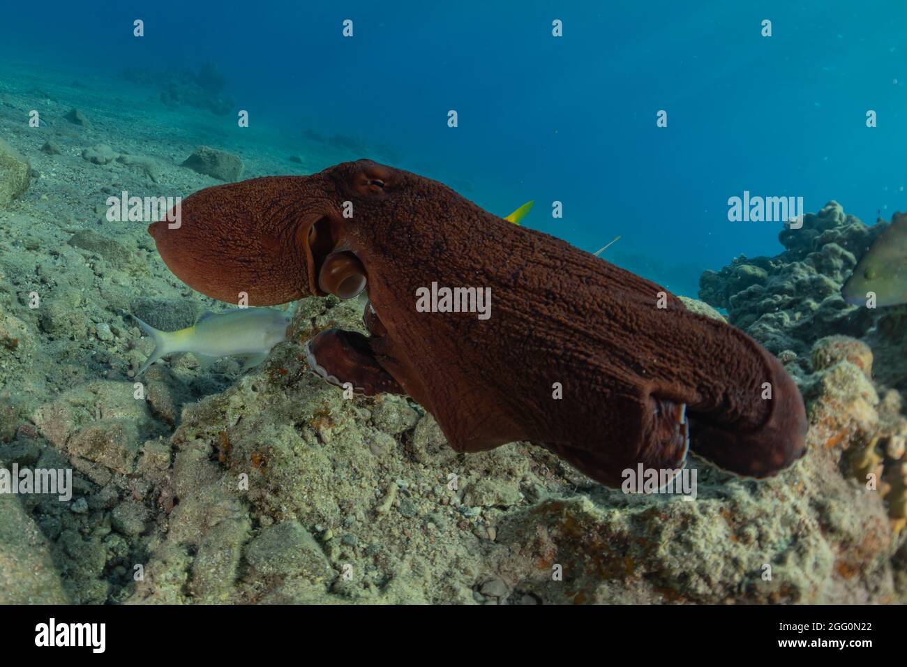 Poulpe, roi du camouflage dans la mer Rouge, Eilat Israël Banque D'Images