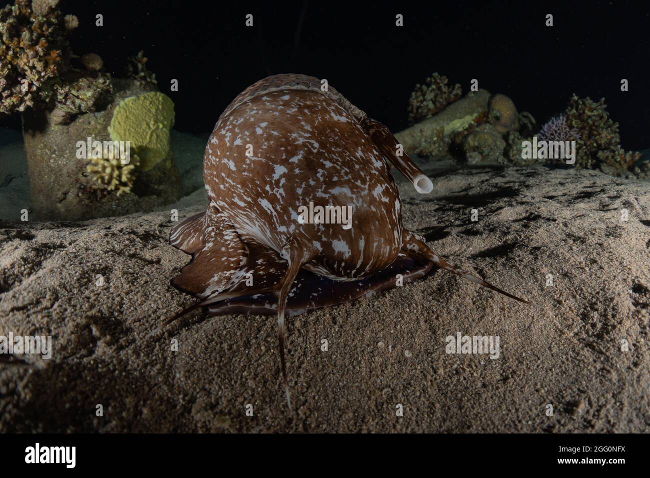 Poulpe, roi du camouflage dans la mer Rouge, Eilat Israël Banque D'Images