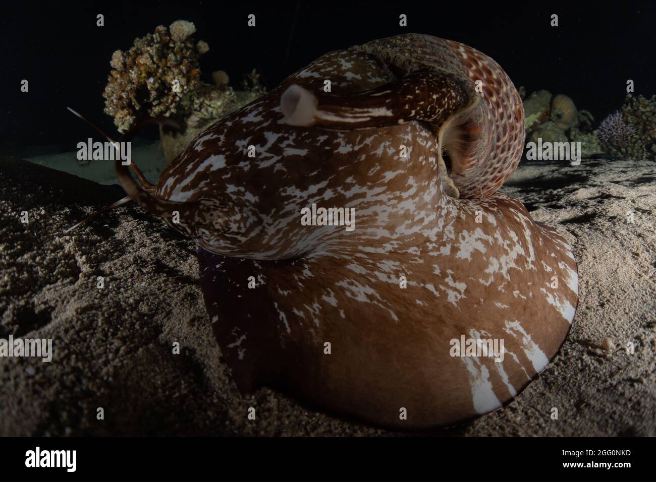 Poulpe, roi du camouflage dans la mer Rouge, Eilat Israël Banque D'Images