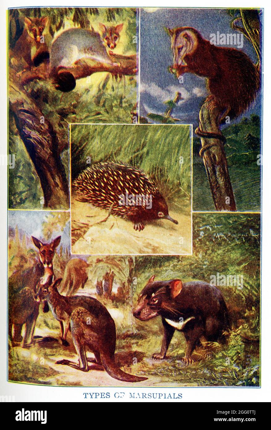 Cette illustration 1917 montre : types de marsupiaux. Ils sont de haut en bas, de gauche à droite : l'écureuil de sucre australien, l'opossum américain, l'échidna australien, le grand kangourou australien, le diable de Tasmanie Banque D'Images
