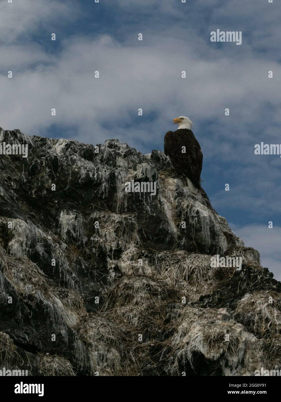 Aigle à tête blanche perché au sommet des rochers d'une rookery de gulettes de l'île, attendant son prochain repas Banque D'Images
