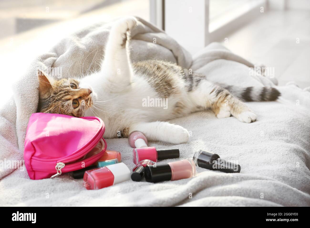 Chat Drole Et Mignon Ensemble D Ongles Sur L Appui De Fenetre Couverte De Plaid Photo Stock Alamy