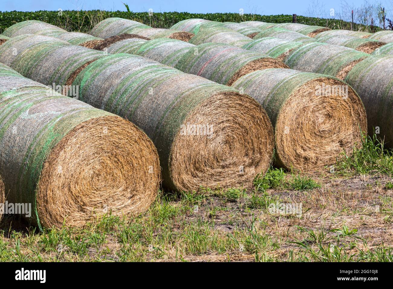 Iowa. Balles de foin, Iowa de l'est, comté de Dubuque. Banque D'Images