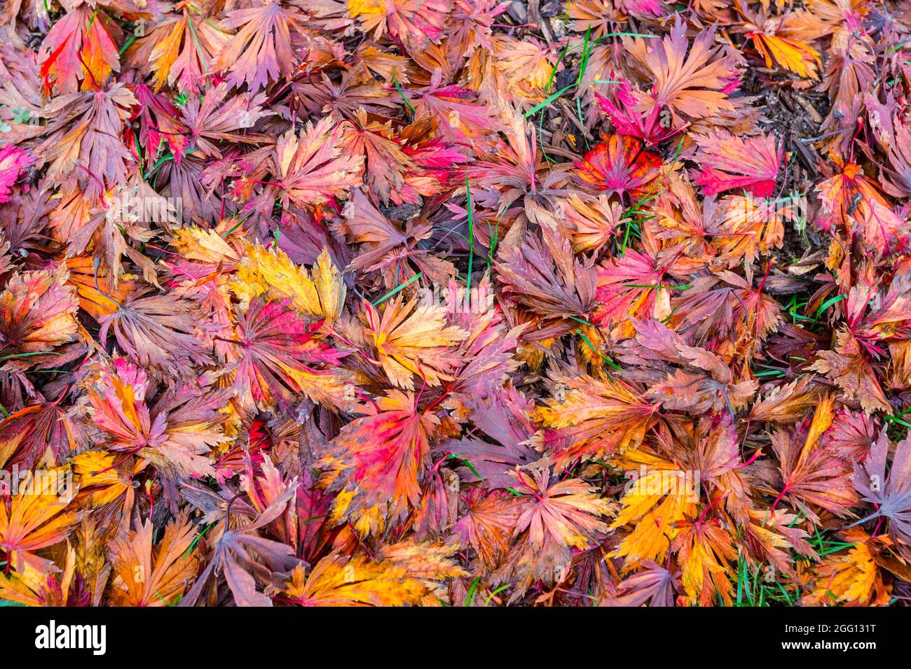 Feuilles d'automne d'érable japonais, Alexandria, Virginie, États-Unis. Banque D'Images