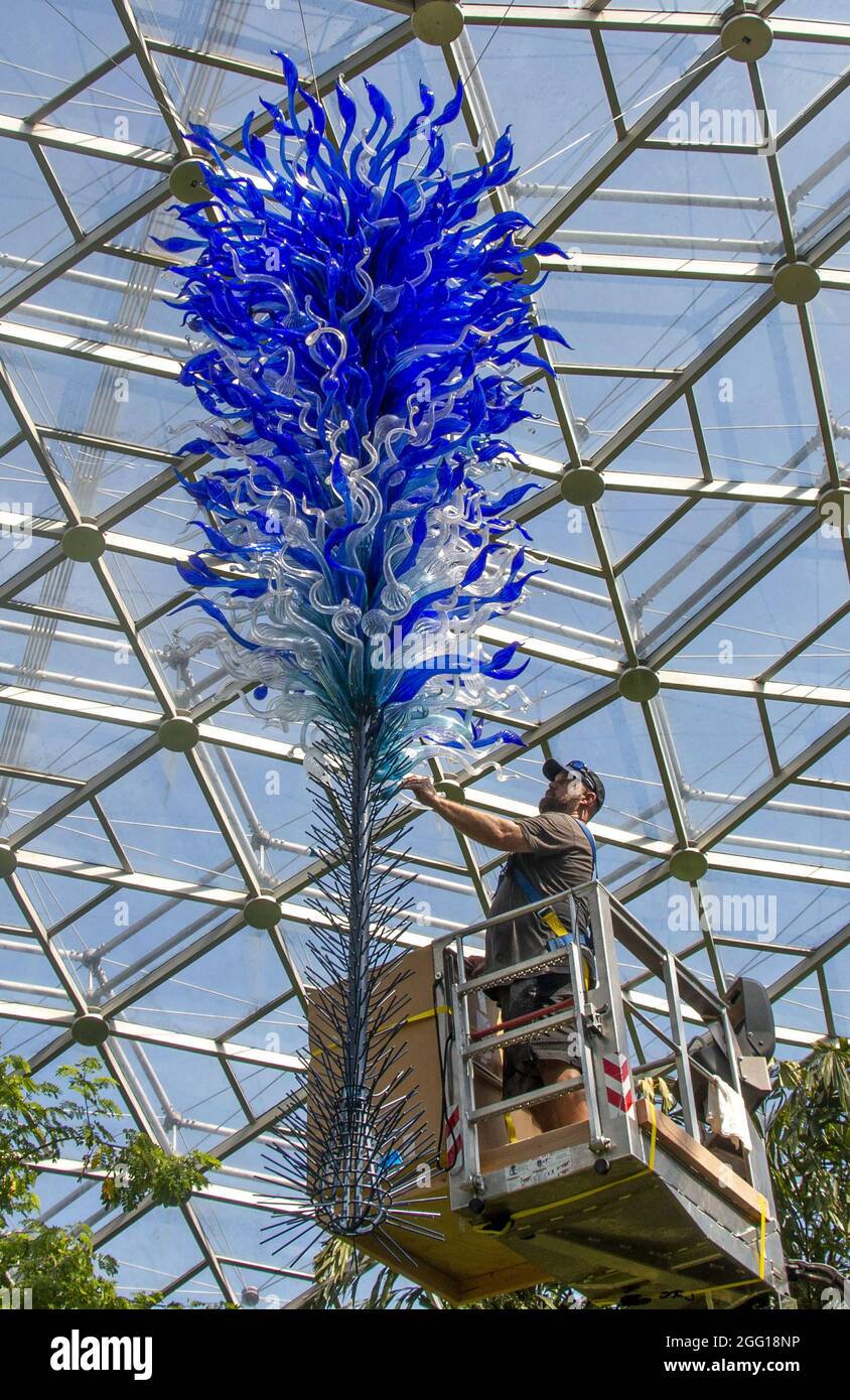 St. Louis, États-Unis. 27 août 2021. Un ouvrier remet en place quelques-unes des 928 pièces alors que le chandelier bleu de Chihuly est reconstruit dans le Climatron aux jardins botaniques du Missouri à Saint-Louis le jeudi 26 août 2021. La pièce a été enlevée en décembre du Ridgeway Center pendant le remodelage.document par Missouri Botanical Gardens/UPI crédit: UPI/Alay Live News Banque D'Images