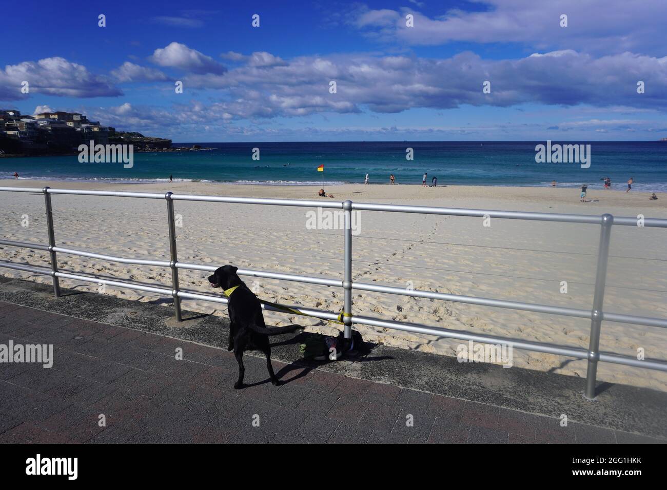 Chien noir attaché en attente du retour de son propriétaire de la plage Banque D'Images