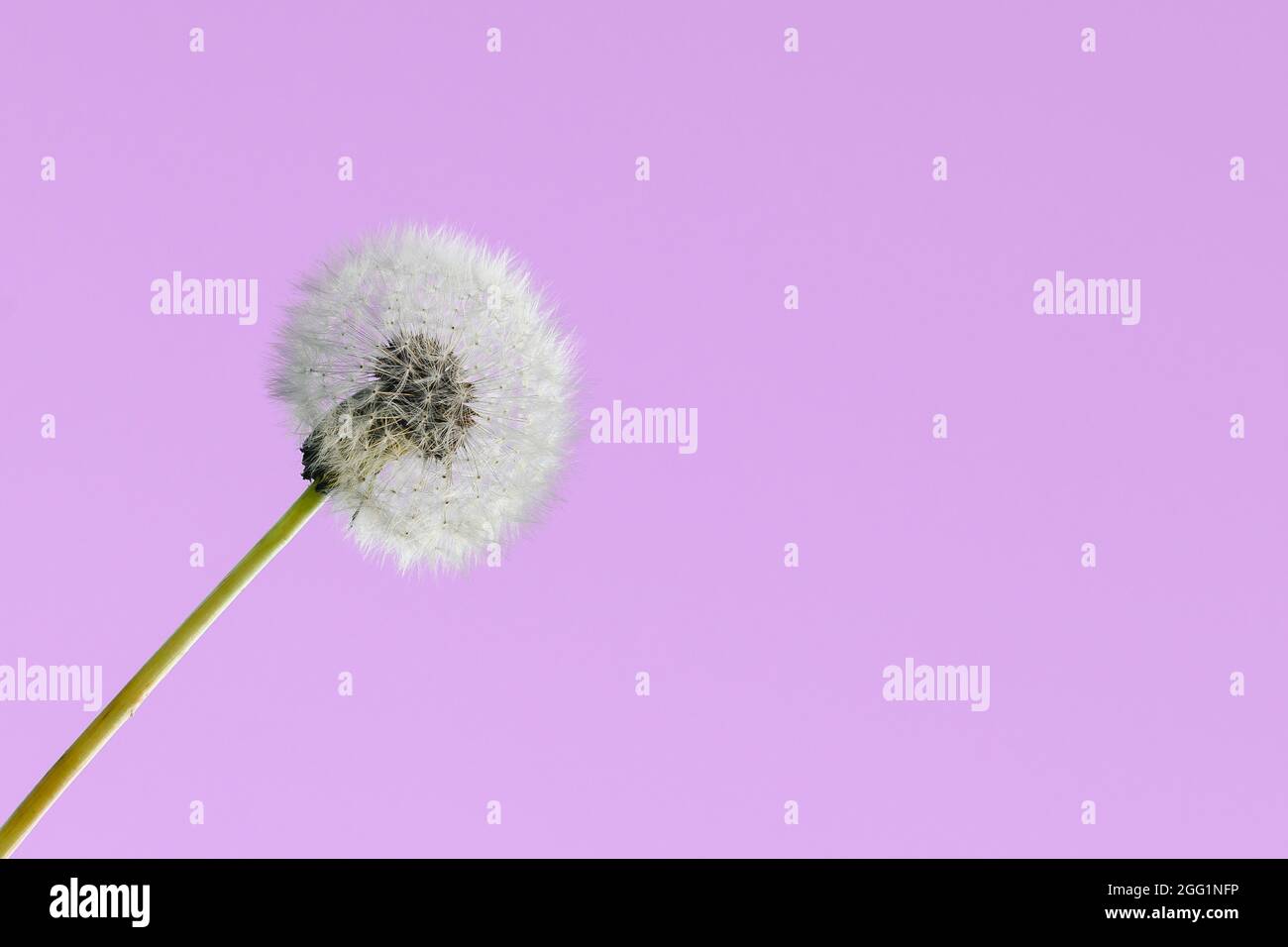 Pissenlit blanc sur fond rose gros plan Banque D'Images