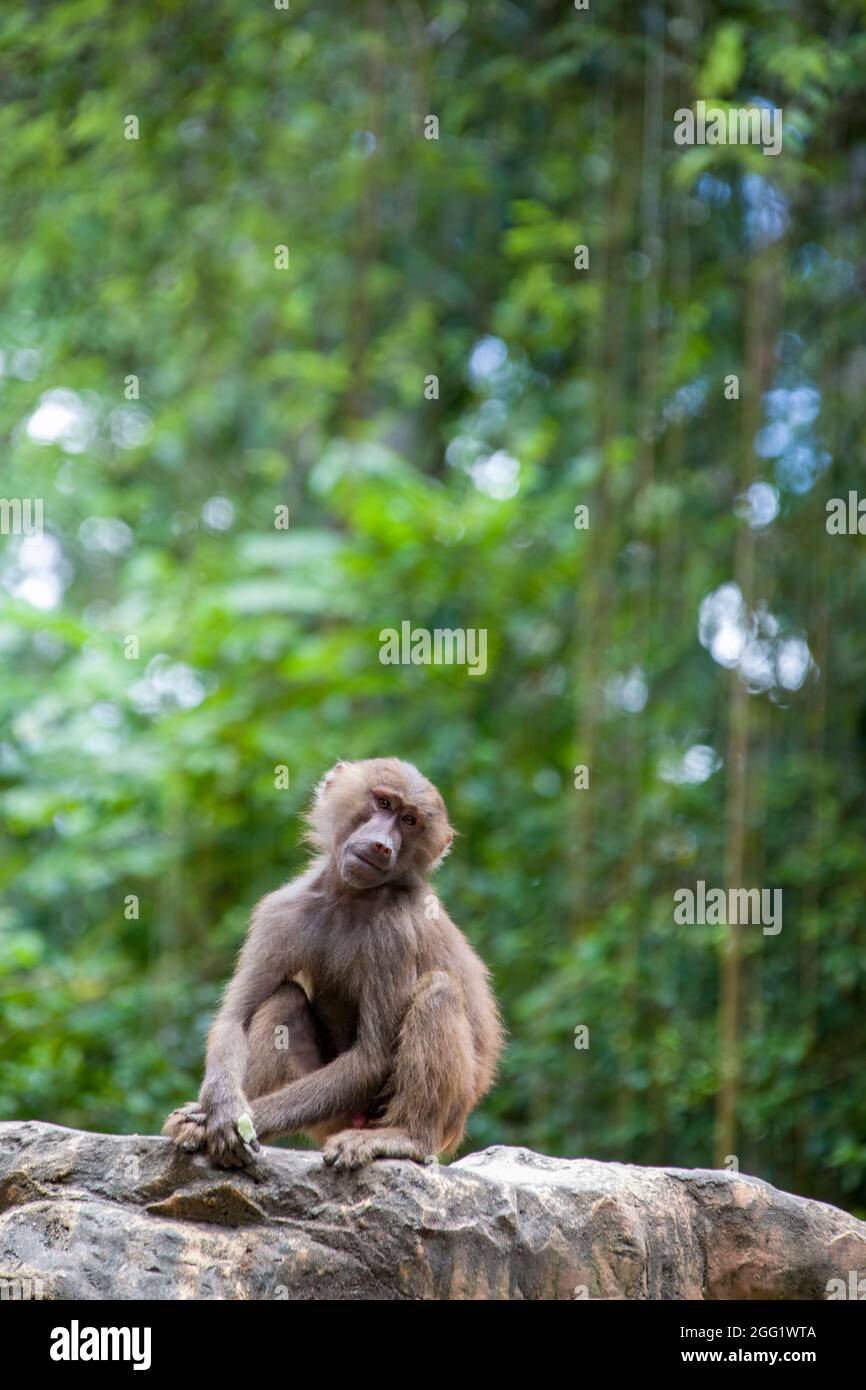 Un jeune babouin Hamadryas (Papio hamadryas) est assis sur le rocher. C'est une espèce de babouin de la famille des singes de l'ancien monde. Banque D'Images