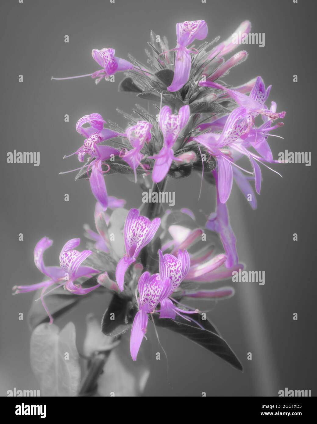 Ruban Bush (Hypoestes Aristata) fleur. Le Cap. WESTERN Cape. Afrique du Sud Banque D'Images