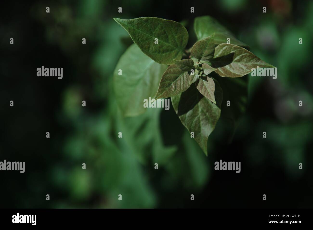 Feuilles vertes sous le soleil Banque D'Images