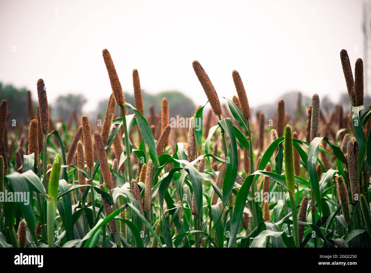 prise de vue à l'aube de la récolte de millet debout dans le féild avec la tige de grain debout haute avec des feuilles tout autour Banque D'Images