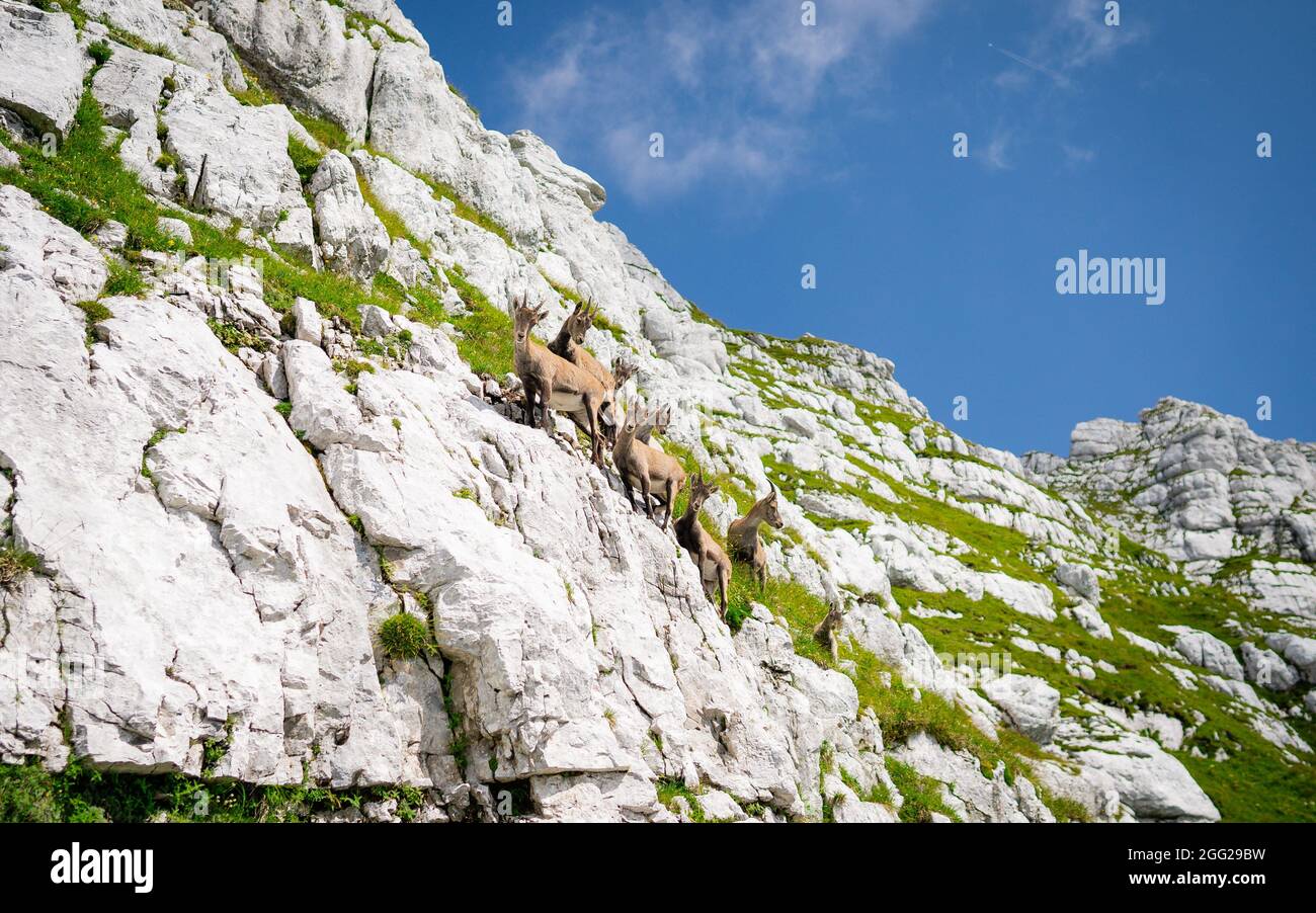 Famille chamois au printemps. Chamois sauvage sur les rochers au sommet du sommet. Animal sauvage dans la nature sauvage. Banque D'Images