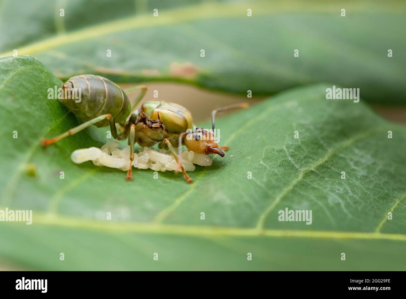 Queen weaver fourmis avec ses œufs sur la feuille de long Banque D'Images