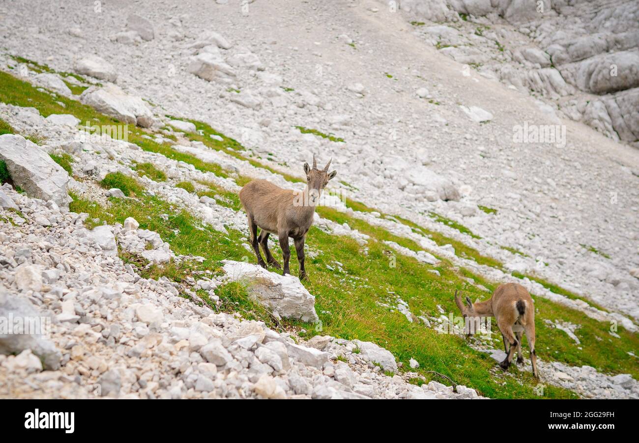 Famille chamois au printemps. Chamois sauvage sur les rochers au sommet du sommet. Animal sauvage dans la nature sauvage. Banque D'Images