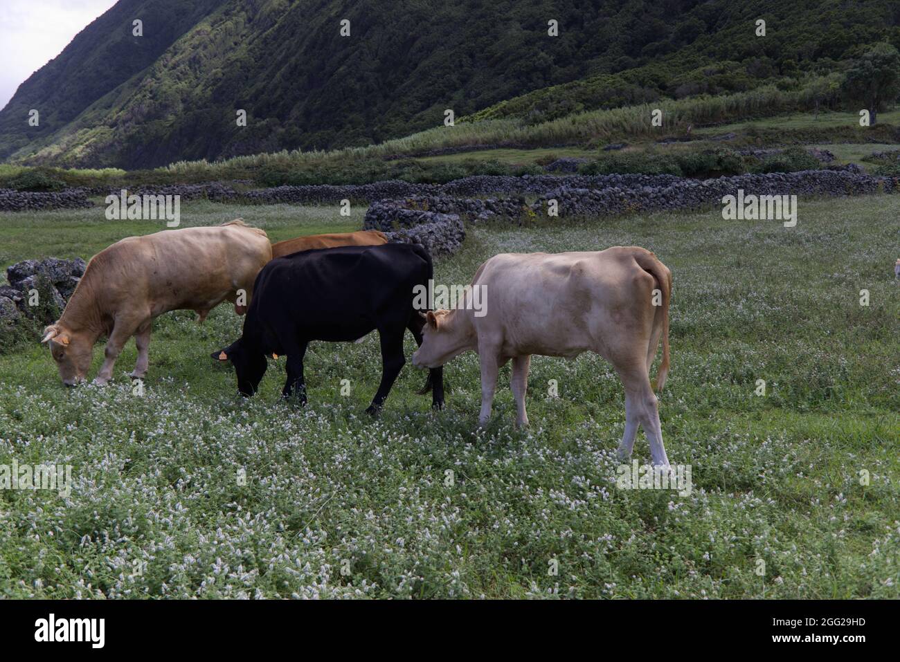 Vaches en pâturage dans la Faja dos Cubres dans l'île de Sao Jorge, Açores Banque D'Images