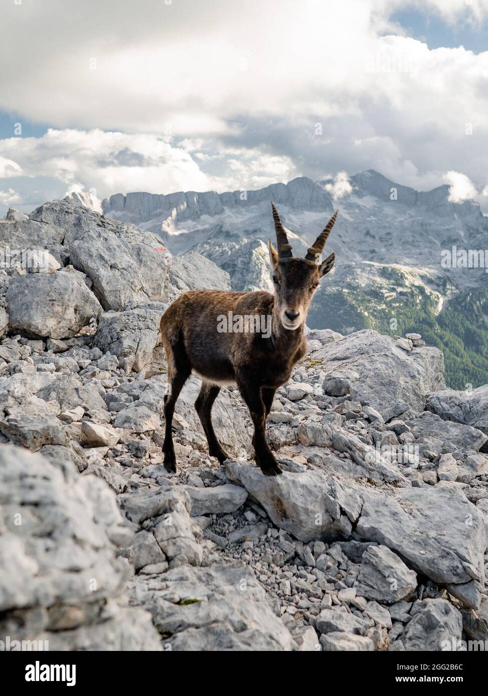 Chamois, Rupicapra rupicapra tatranica, sur la colline rocheuse, pierre en arrière-plan, Alpes juliennes, Italie. Scène de la faune avec un animal de corne Banque D'Images